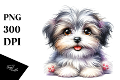 Baby Havanese, Transparent PNG Product Image 1