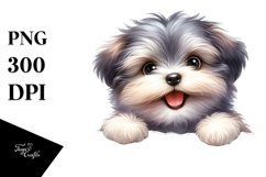 Cute Baby Havanese Over White Paper Product Image 1
