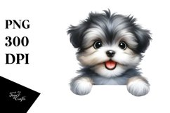 Cute Baby Havanese Over White Paper Product Image 3