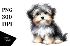 Baby Havanese PNG Product Image 1