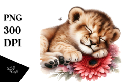 Baby Lion Sleeping on Flower, PNG Product Image 1