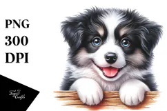 Cute Border Collie With Big Eyes PNG Product Image 1