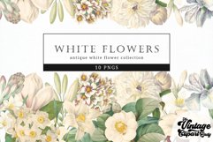 White Flowers Vintage Floral Botanical Clip Art Product Image 1