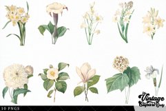 White Flowers Vintage Floral Botanical Clip Art Product Image 3