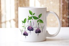 White fuchsia flowers watercolor