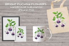 White fuchsia flowers watercolor