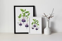 White fuchsia flowers watercolor