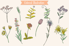 Colored Wild Flowers | Hand Drawn Meadow Plants, Leaf, Fern Product Image 4