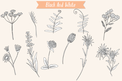 Wild Flowers | Hand Drawn Meadow Plants, Leaves, Fern Product Image 4
