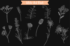 White Wild Flowers | Hand Drawn Meadow Plants, Leaves, Fern Product Image 4