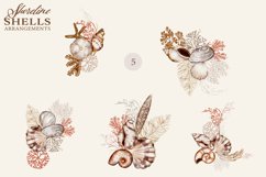 Watercolor Seashell Clipart Collection Product Image 5