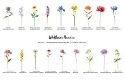 Watercolor wildflower meadow clipart. Meadow wildflowers Product Image 2