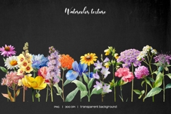 Watercolor wildflower meadow clipart. Meadow wildflowers Product Image 3