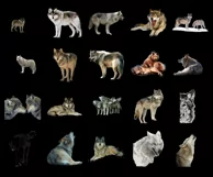 100 WOLF TRANSPARENT PNG WILDLIFE ANIMAL PHOTOSHOP OVERLAYS Product Image 7