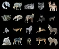 100 WOLF TRANSPARENT PNG WILDLIFE ANIMAL PHOTOSHOP OVERLAYS Product Image 3