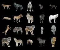 100 WOLF TRANSPARENT PNG WILDLIFE ANIMAL PHOTOSHOP OVERLAYS Product Image 4
