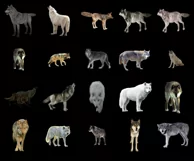 100 WOLF TRANSPARENT PNG WILDLIFE ANIMAL PHOTOSHOP OVERLAYS Product Image 2