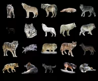 100 WOLF TRANSPARENT PNG WILDLIFE ANIMAL PHOTOSHOP OVERLAYS Product Image 6