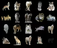 100 WOLF TRANSPARENT PNG WILDLIFE ANIMAL PHOTOSHOP OVERLAYS Product Image 5