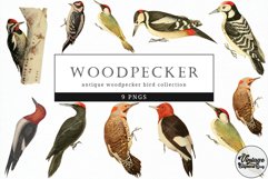 Woodpecker Vintage Animal illustration Clip Art, Clipart Product Image 1