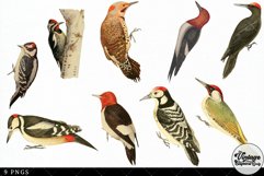 Woodpecker Vintage Animal illustration Clip Art, Clipart Product Image 3