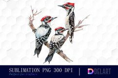 Woodpeckers Watercolor Clipart Product Image 1