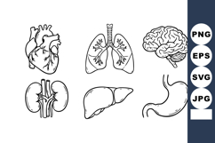 Human internal organs vector set heart lungs brain kidneys l Product Image 1