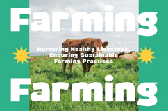 Wraps Festive - Modern Rounded Sans Serif Product Image 3