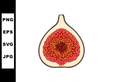 Fig fruit half cut detailed vector illustration with red see Product Image 1