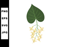 Linden tree leaf with hanging yellow flowers botanical vecto Product Image 1