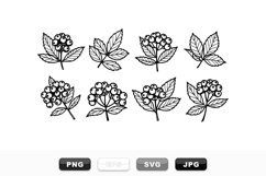 Hand Drawn Elderberry Botanical Vector Clipart Set Product Image 1