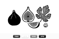 Vintage Fig Botanical Illustration Set for Crafts Product Image 1