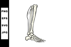 Human lower leg and foot bone anatomy detailed vector illust Product Image 1