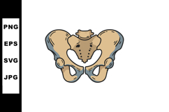 Human Pelvic Bone Anatomy Illustration for Medical and Educa Product Image 1