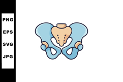 Human pelvic bone anatomy vector illustration with blue and Product Image 1