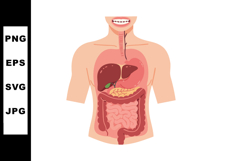 Human Digestive System Anatomy Vector Showing Internal Organ Product Image 1