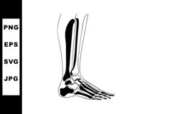 Human foot bone anatomy illustration showing skeletal struct Product Image 1