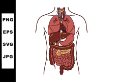 Human Digestive and Respiratory System Anatomy Vector Illust Product Image 1