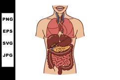 Human Digestive and Respiratory System Anatomy with Internal Product Image 1