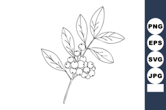 Branch with detailed leaves and berries natural botanical ve Product Image 1