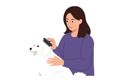 Woman grooming her fluffy white dog with a brush in a flat v Product Image 1