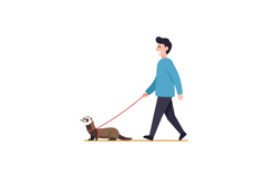 A man walking a playful ferret on a leash in a minimal flat Product Image 1