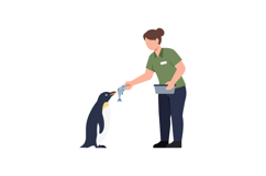 Person feeding a penguin fish in a flat, minimal style vecto Product Image 1