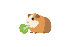 Cute guinea pig enjoying fresh lettuce in a flat, colorful v Product Image 1
