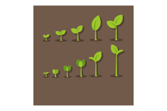 Seedlings growth stages illustration with green leaves on br Product Image 1