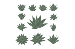 Succulent plant vector set with green leaves collection for Product Image 1