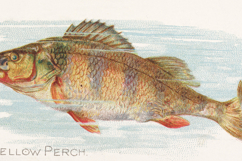 American Fish Vintage Artwork Fishing Illustrations Bundle Product Image 4