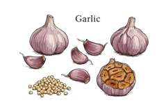 Garlic bulbs and cloves vector illustration with peeled seed Product Image 1