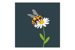 Bee Collecting Nectar from White Daisy Flower on Dark Backgr Product Image 1