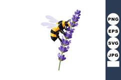 Bee collecting nectar from purple lavender flower vector ill Product Image 1